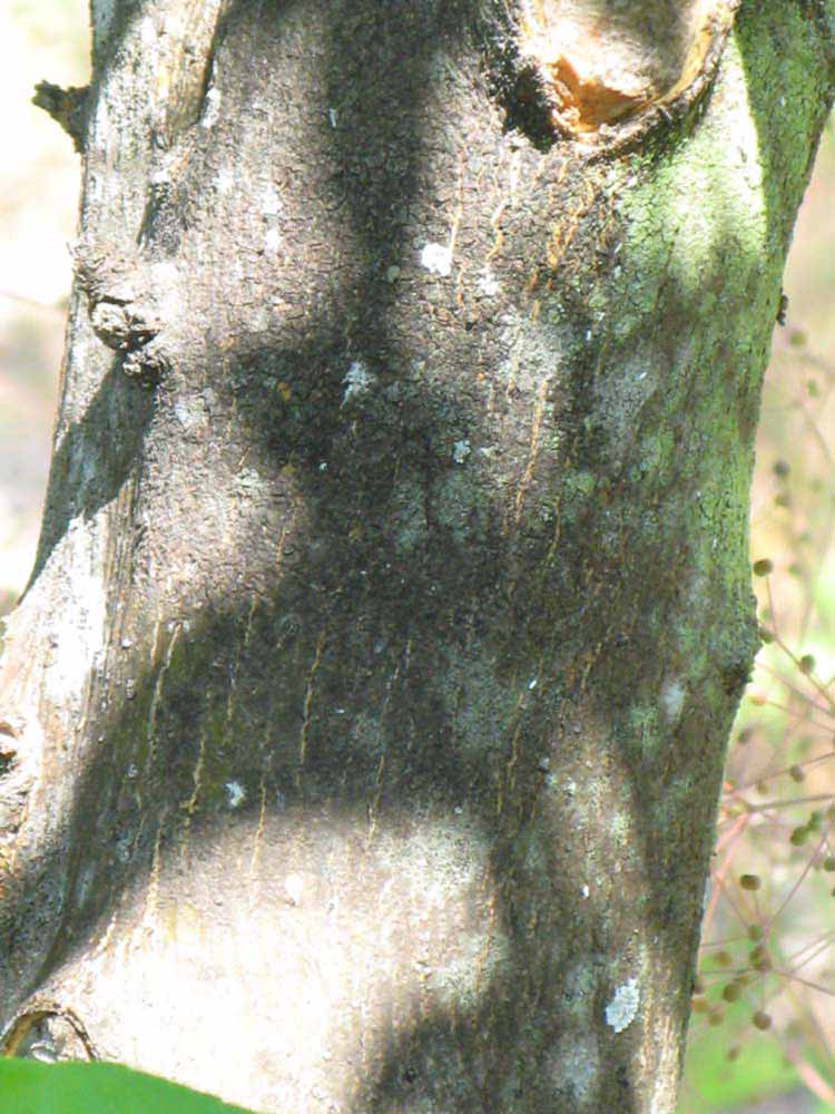            Bark (Winter Haven, FL)   